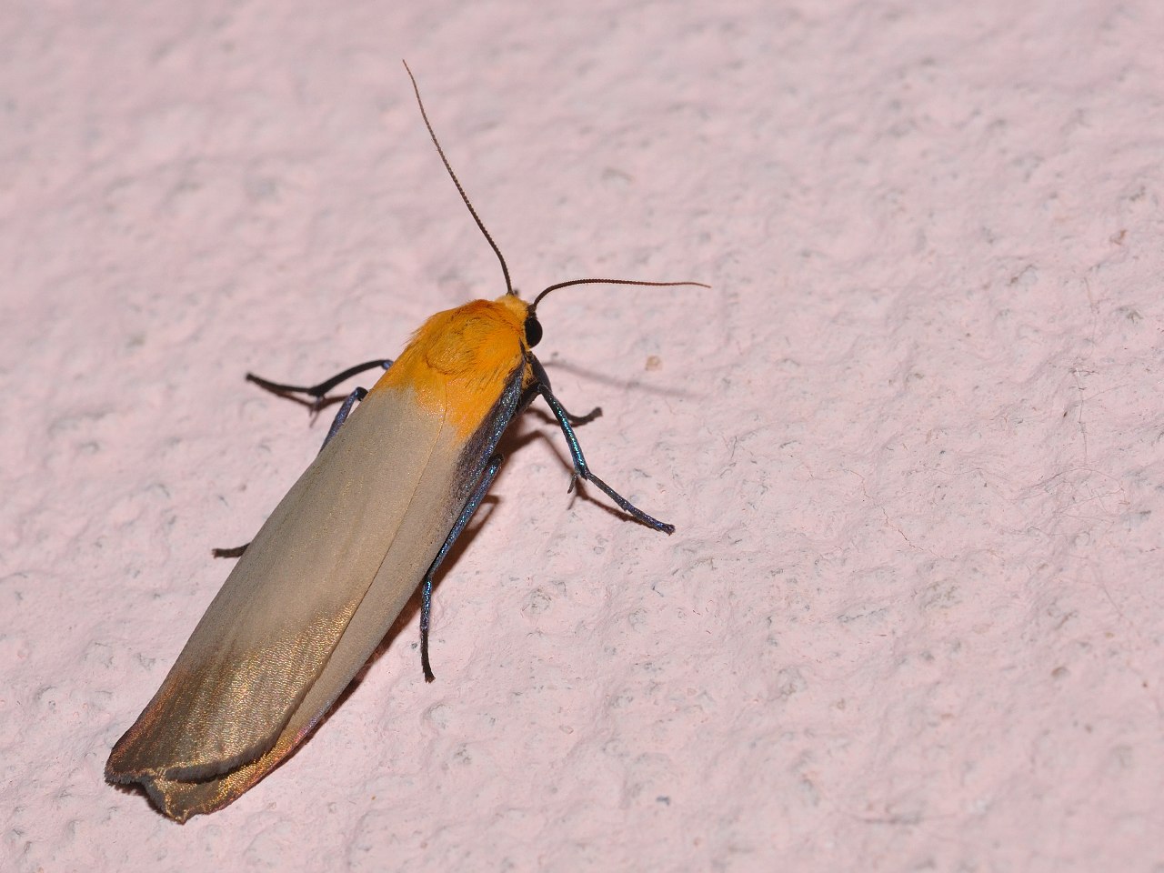 Id farfalle notturne